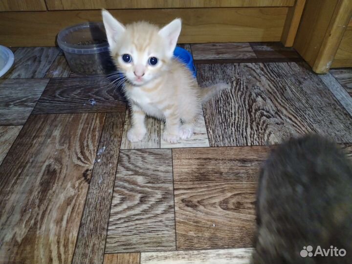 Котята в добрые руки