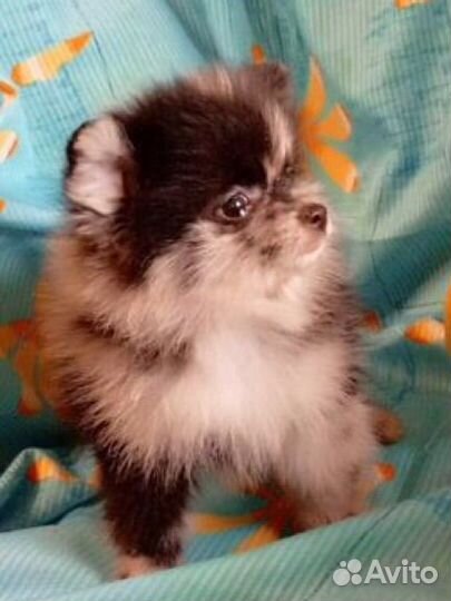 Померанский шпиц