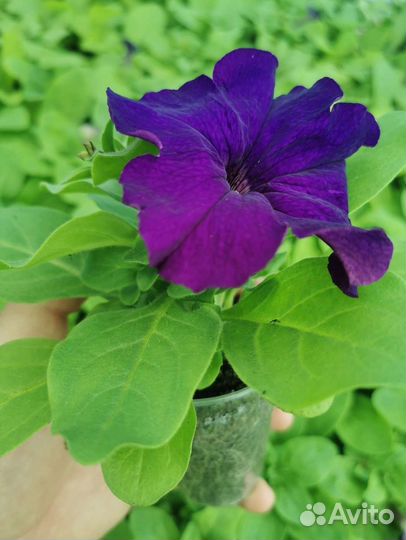 Петуния оптом и в розницу