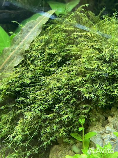 Аквариумные растения
