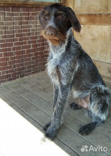 Собака для вязки