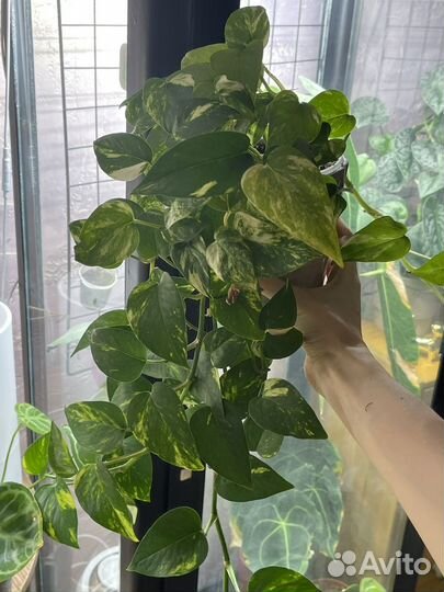 Эпипремнум золотистый