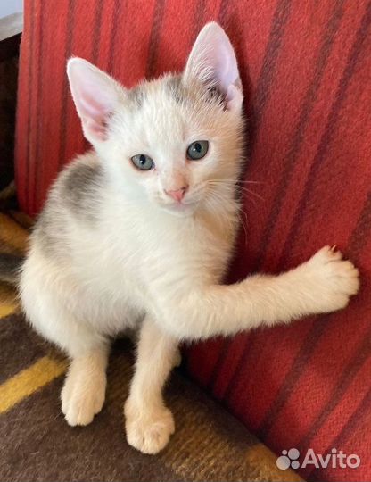 Белые котята в добрые руки