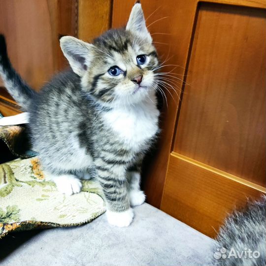 Кошка в дар