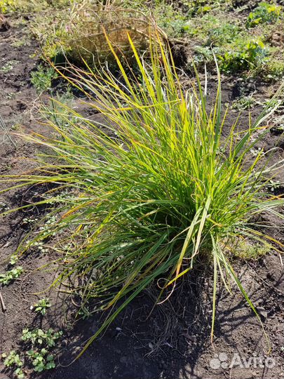 Чуфа - земляной миндаль