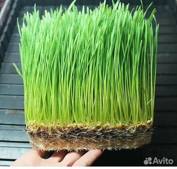 Пшеница, ростки доя животных