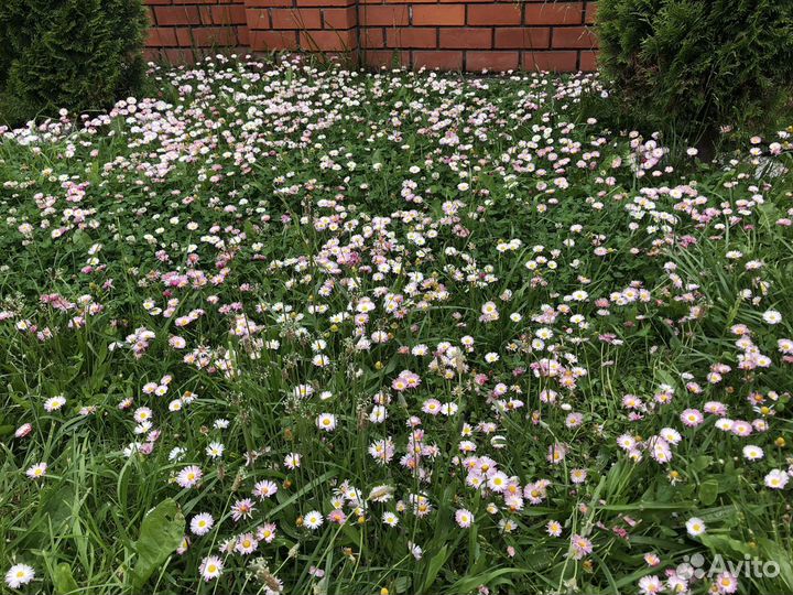 Маргаритка цветущая, многолетник