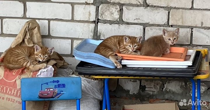 Кошка в дар