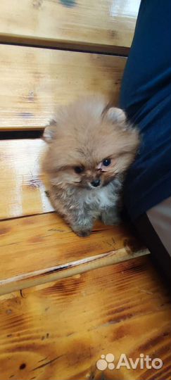 Померанский шпиц мини