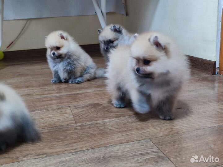 Щенки шпица