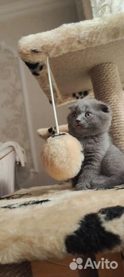 Вислоухие котята