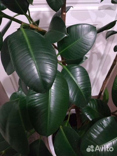 Фикус каучуконосный