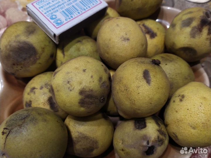 Черный дикий орех