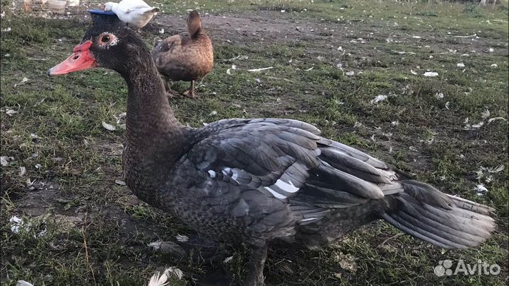 Мускусные утки