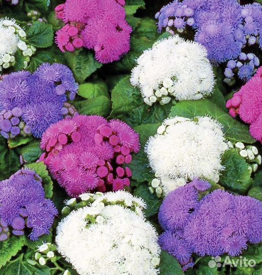 Агератум семена