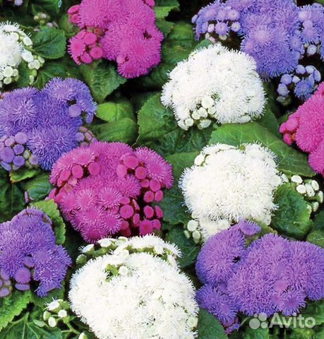 Агератум семена