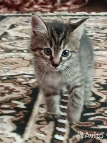 Полосатый котенок