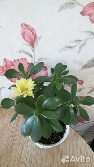 Денежное дерево