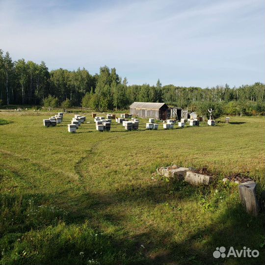 Мед натуральный местный