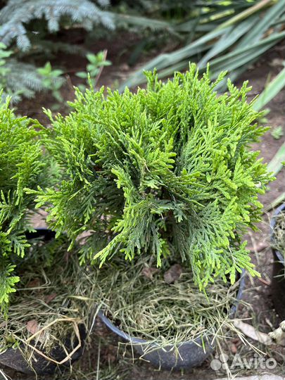 Туя Даника, Мириам