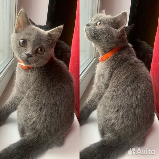 Кошка британская