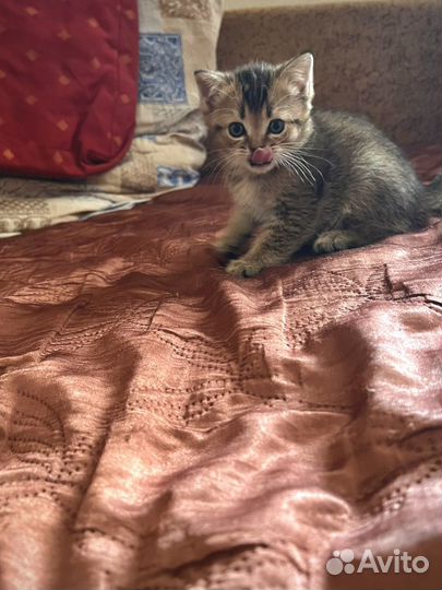 Продам шотландских котят