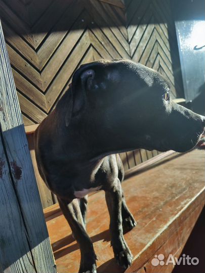 Питбуль в добрые руки