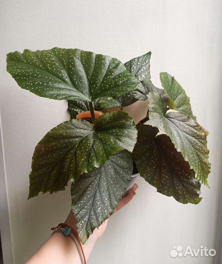 Бегония коралловая