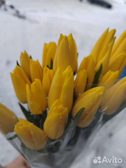 Тюльпаны к 8 марта