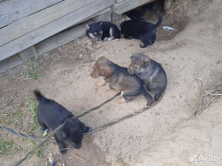 Собака в добрые руки отдам бесплатно