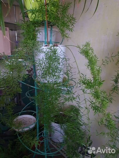 Цветы коматные