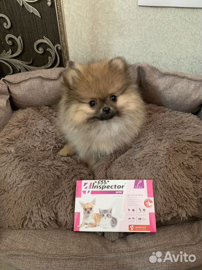 Померанский шпиц девочка мини