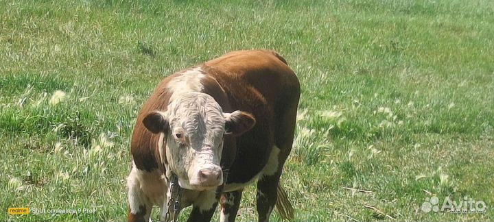 Чистокровный Герефорд