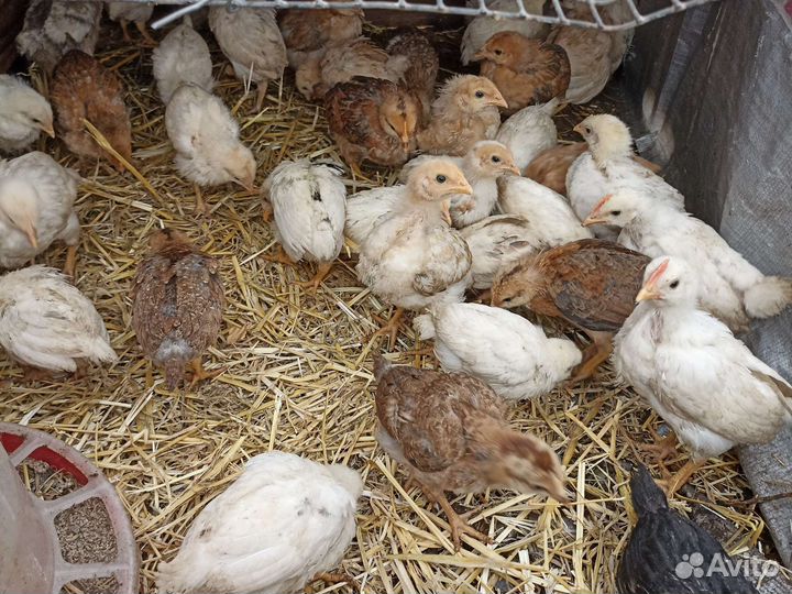 Цыплята (домашняя несушка)