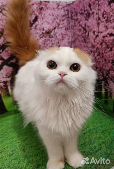 Шотландская