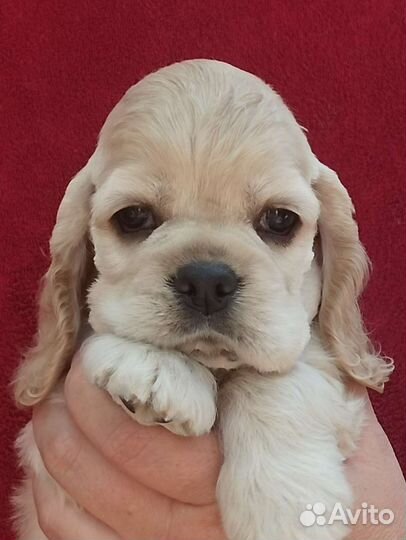 Кокер спаниель