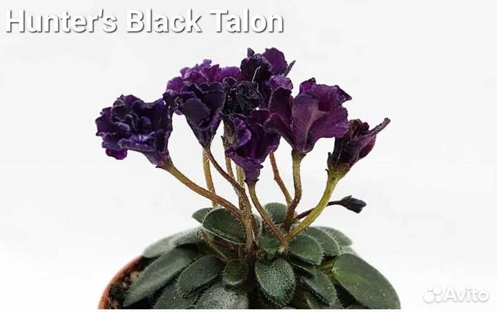 Мини фиалка