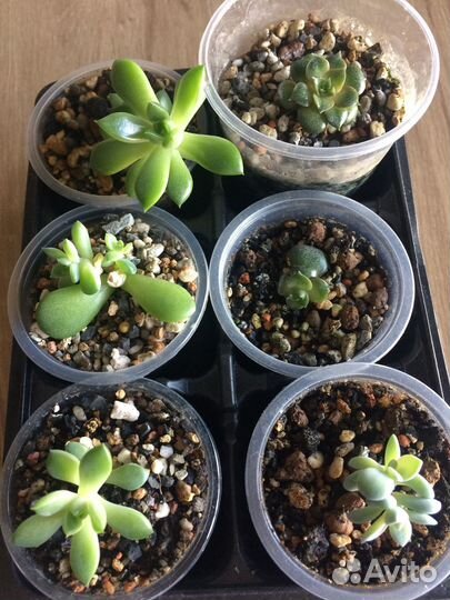 Суккуленты