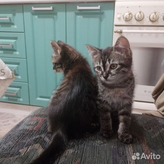 Котята в добрые руки бесплатно