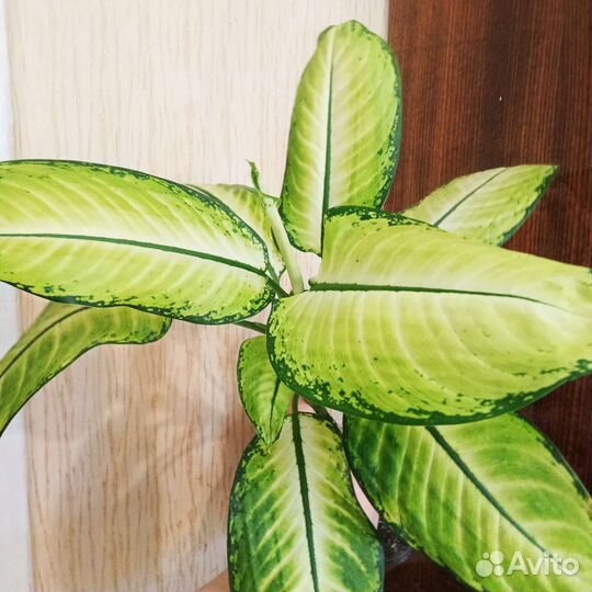 Красивые Диффенбахии