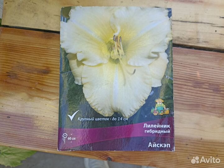 Лилейник