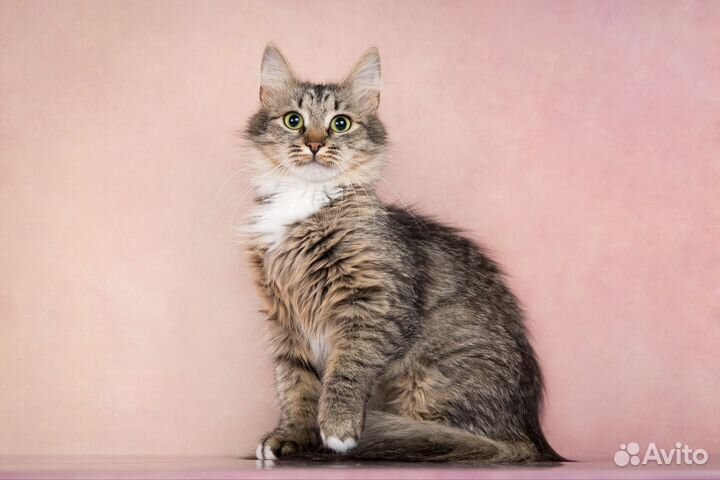 Кошка в дар бесплатно