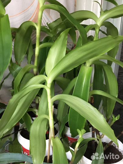 Цветок Золотой Ус