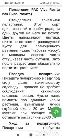 Пеларгония герань PAC Viva Rosita уже с бутонами