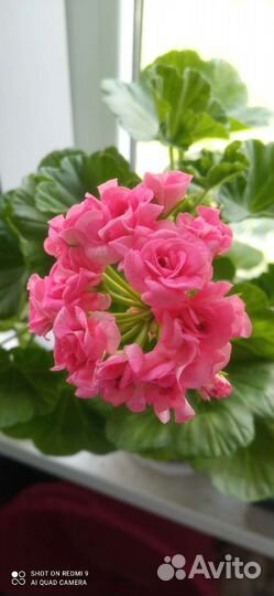 Пеларгония герань