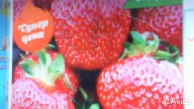 Клубника / саженцы Н 20см. сорта