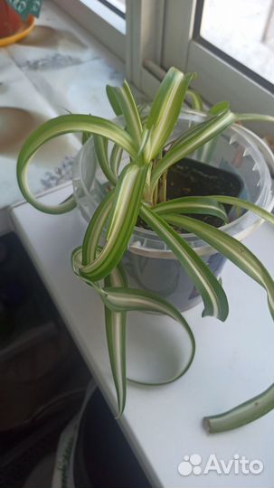 Кислица оксалис