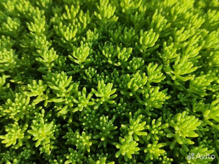 Почвопокровное