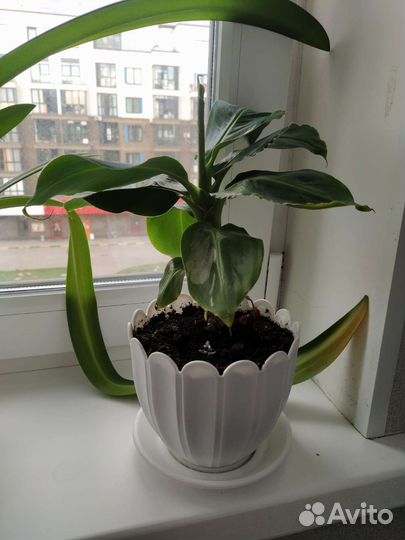 Банан комнаты Муса