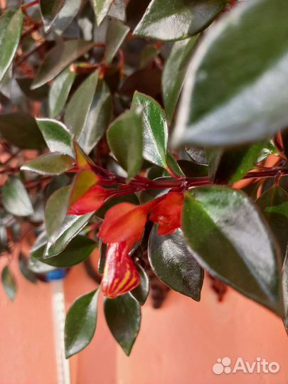 Нематантус (гипоцирта) тропикана (золотая рыбка)